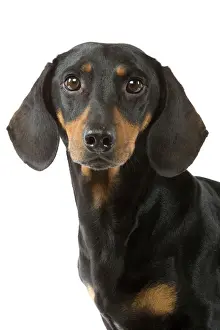 Teckels Prints: Dachshund - short-haired black & tan
