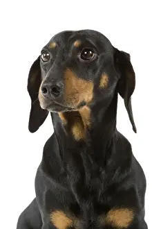 Dachshund - short-haired black & tan