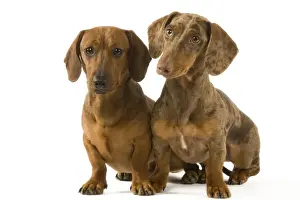 Smooth Haired Prints: Dachshund - two smooth-haired - one Chocolate Harlequin