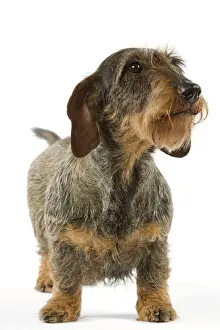 Dachshund - wire-haired
