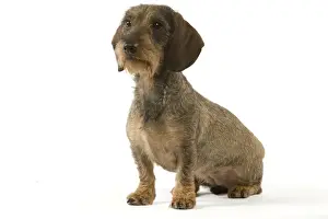 Dachshund - wire-haired