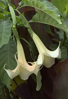 DAD-1706 Brugmansia / Datura x candida / Angels Trumpet. Town floral display