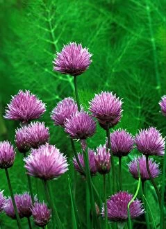 DAD-1718 Chives - An attractive border plant in a vegetable garden