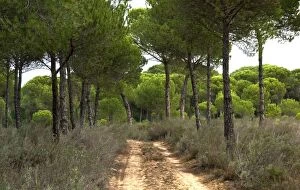 DAD-1762 Stone Pine, Umbrella Pine, Roman Pine - the dominant tree species in Huelva Province