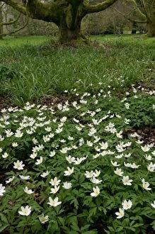 DAD-1768 Wood ANEMONE - woodland plant growing from a rhizome