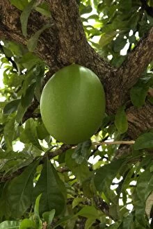 DAD-1784 Fruit of Calabash Tree - National Tree of St. Lucia
