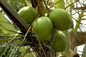 DAD-1785 Fruits of Calabash Tree - National Tree of St. Lucia