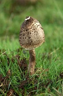DAD-1822 Parasol Mushroom - found - in open woodlands & pastures
