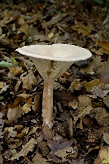 DAD-1826 Fungi - Clitocybe geotropa - found in open deciduous or mixed woodland or grassy clearings