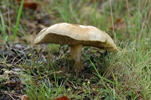 DAD-1836 Fungi - Larch Bolete - found with larch