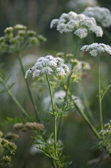 DAD-1916 Upright Hedge Parsley - close-up