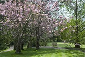 DAD-1980 Cherry blossom in Pashley Manor Gardens