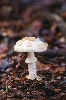 DAD-22 Amanita Fungi - False Death Cap
