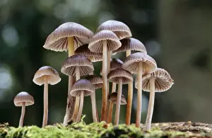 Clusters Prints: Fungi