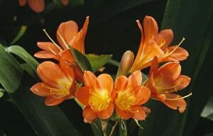 DAD-743 Kaffir Lily - climate change garden species