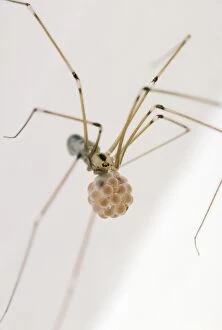 Images Dated 23rd March 2010: Daddy Long Legs Spider - female with egg sac