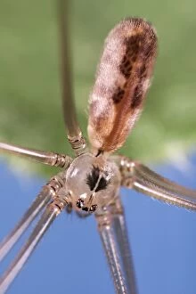 Arachnids Gallery: Daddy Long-legs Spider, Norfolk UK