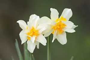 Dafffodil - garden escape growing wild - Lowerv Saxony - Germany