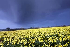 Images Dated 9th March 2007: Daffodil Field
