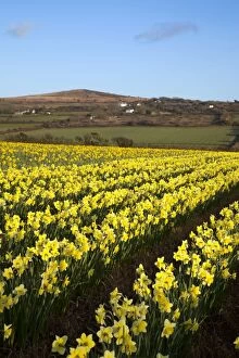 Images Dated 7th April 2010: Daffodil Field - view towards Godolphin Hill, Townshend