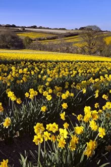 Images Dated 22nd April 2010: Daffodil Fields