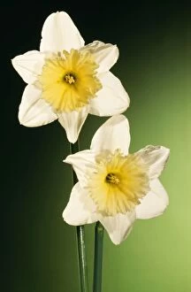 Images Dated 12th October 2004: Daffodil Flowers Two cultivated