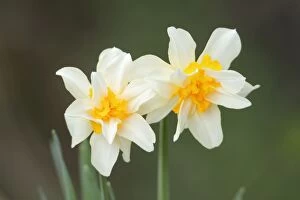 Daffodil - garden escape growing wild