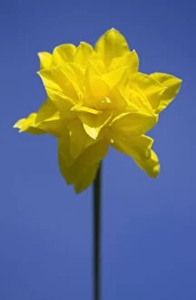 Daffodil variety Golden Ducat