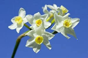 Daffodil variety Scilly White