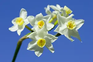 Daffodil variety ‘Scilly White Location: Cornwall, UK