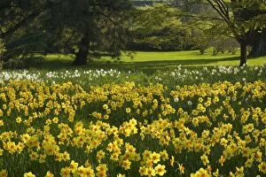 Images Dated 19th April 2011: Daffodils - a carpet of different kinds of daffodil