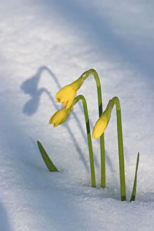 Daffodils flowering spring snowfall