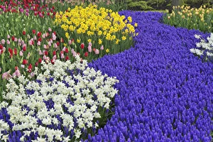 Images Dated 11th March 2011: Daffodils and Grape Hyacinth, Keukenhof