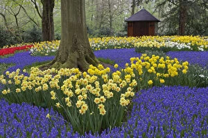 Daffodils, grape hyacinth, and tulip garden