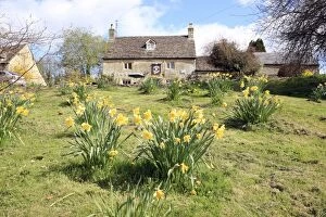 Images Dated 20th April 2010: Daffodils - on a spring day in the Cotswold village of Eastl