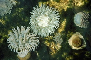 Images Dated 17th April 2007: Dahlia Anemone North Sea