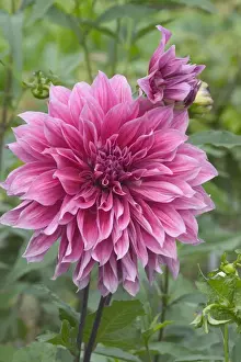 Dahlia Prints: Dahlia - close-up of flower