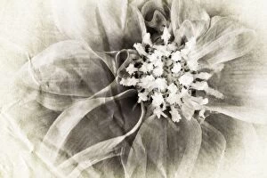 Abstract Collection: Dahlia Digital Manipulation: turned B&W, aged
