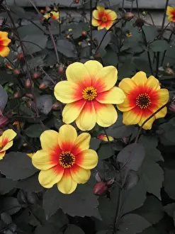Dahlia Moonfire