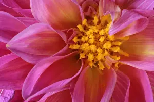 Gardener Prints: Dahlia detail of a pink coloured blossom Baden-Wuerttemberg, Germany