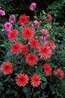 Dahlia - Pontiac - Victorian walled Kitchen garden at West Dean Gardens, West Sussex. UK. September