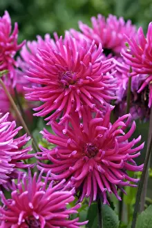 Dahlia Purple Gem East Sussex Garden, UK