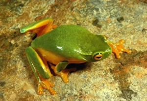 Green Tree Frog