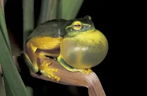 Vocal Sac Prints: Dainty Green Treefrog - Mossman - Queensland - Australia