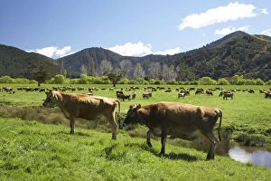 Dairy Cows and Farmland near Havelock, Marlborough