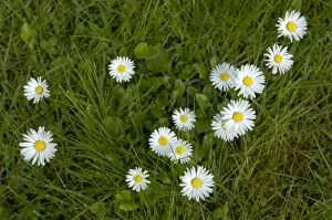 Images Dated 29th April 2005: Daisies - in grass