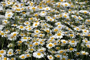 Daisies - Mass