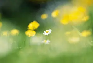Stand Out Prints: Daisy & Buttercups in flower meadow, UK