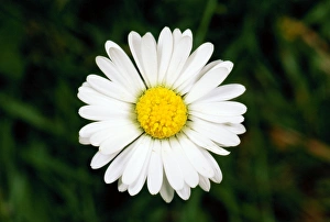 Images Dated 31st January 2011: Daisy Flower SPH 2060 UK Bellis perennisi © Steve Hopkin / ardea.com