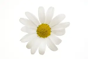 Greetings Prints: Daisy flower - on white background